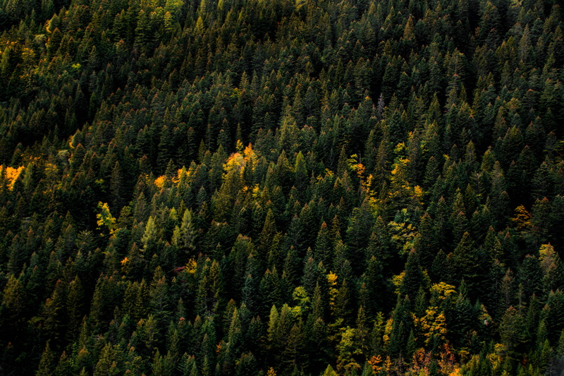 5K, orange, plant, scenics - nature, outdoors, woodland, switzerland, coniferous tree, lush foliage, hd, autumn, pine woodland, growth