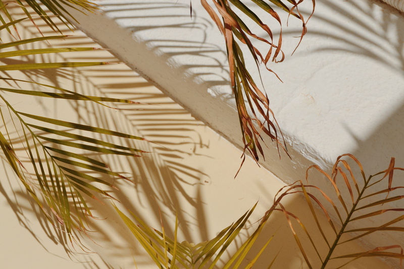 4K, shadow, tropical, nature, plant, greenery, decor, summer vibe, shape, green, simplicity, tropical Climate, backgrounds, colour, geometry, summer, branch