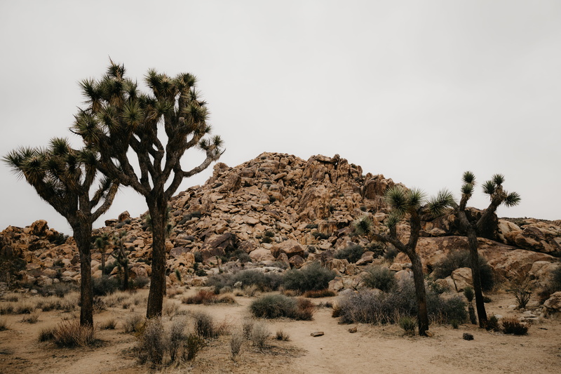 solid, outdoors, rock - object, day, wide angle, desert vibe, desert, nature, arid climate, united states, no people, joshua tree, land, climb, landscape