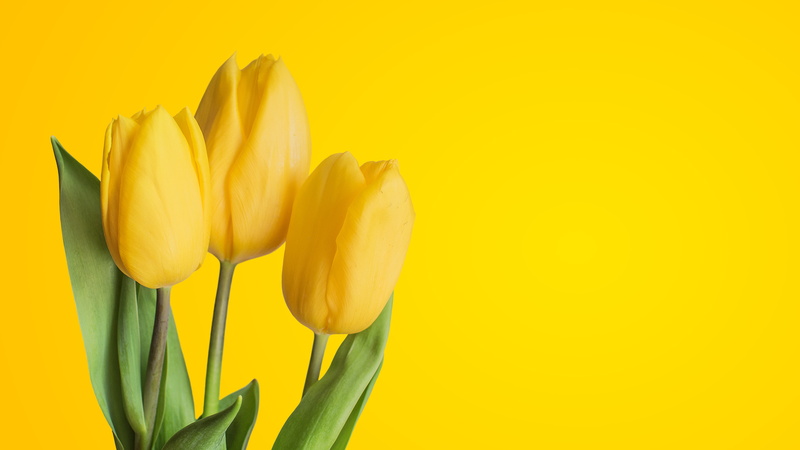 fragility, yellow, 4K, colored background, flower arrangement, beauty in nature, bouquet, copy space, Yellow tulips, plant, studio shot, flower head, petal