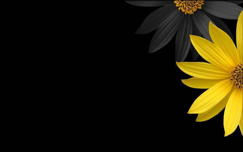 simple background, digital art, yellow, minimalism, flowers, plants, yellow flowers, black background, 1080P