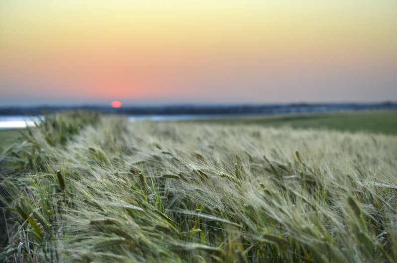 green grass, dslr, sunset, australia, grass, nikon  d5100, outdoors, wheatbelt, nature, Bokeh, Dumbleyung, rural, Western Australia, summer, 4K, green