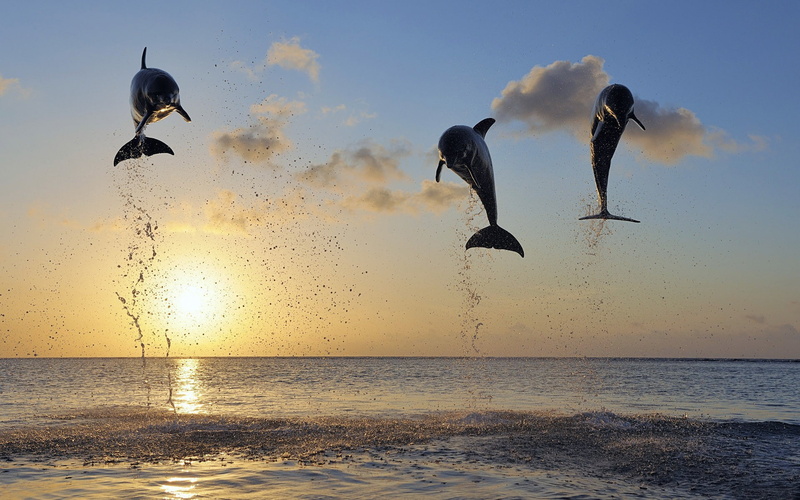 1080P, dolphin