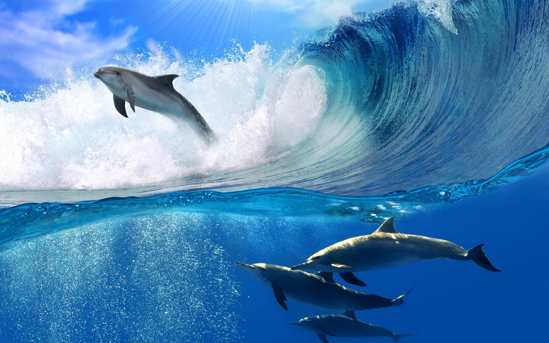 2K, dolphins, sea dolphins, dolphins show, swimming