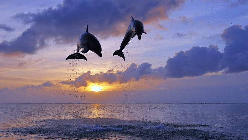 dolphin, 1080P
