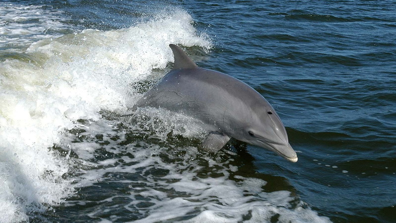 720P, dolphin