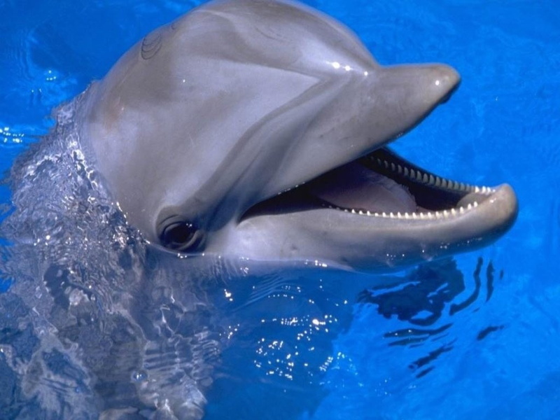 dolphin, 480P, animals