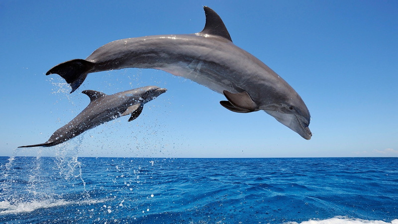 1080P, Dolphins, Jumping, Sea
