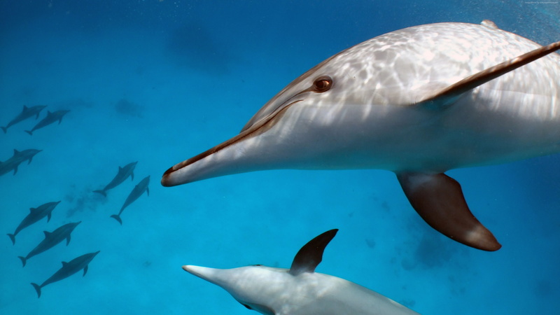 sea life, marine, swimming, turquoise colored, outdoors, vertebrate, no people, animal themes, aquatic mammal, undersea, animal wildlife, group of animals