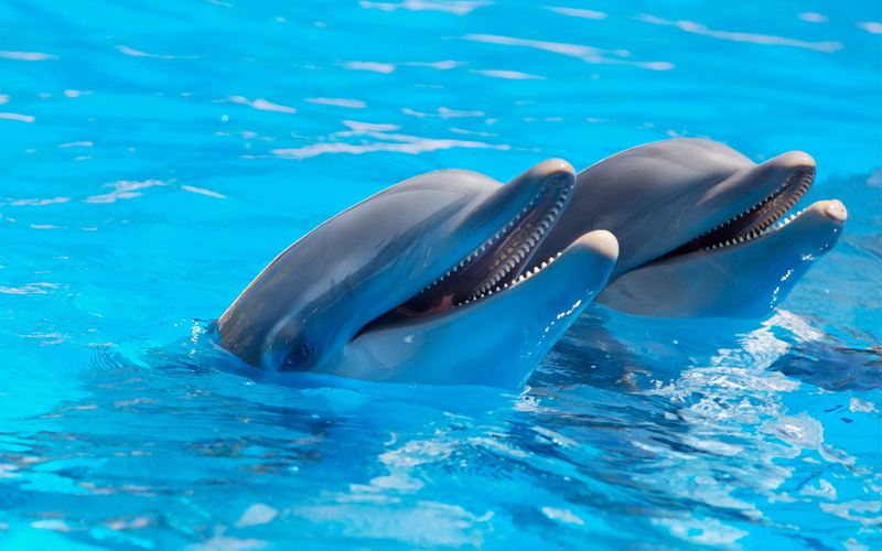 turquoise colored, dolphin, marine, mouth open, no people, swimming pool, 2K, vertebrate, smiling, animal themes, waterfront, sea, swimming, nature, water