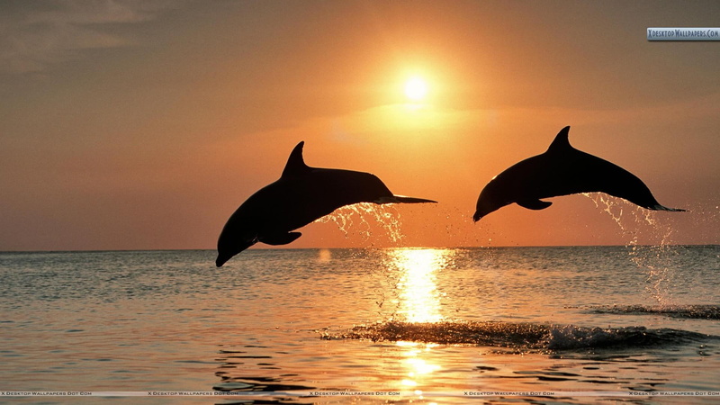 jumping, honduras, sunset, 1080P, animals, ocean, dolphins, bottlenose
