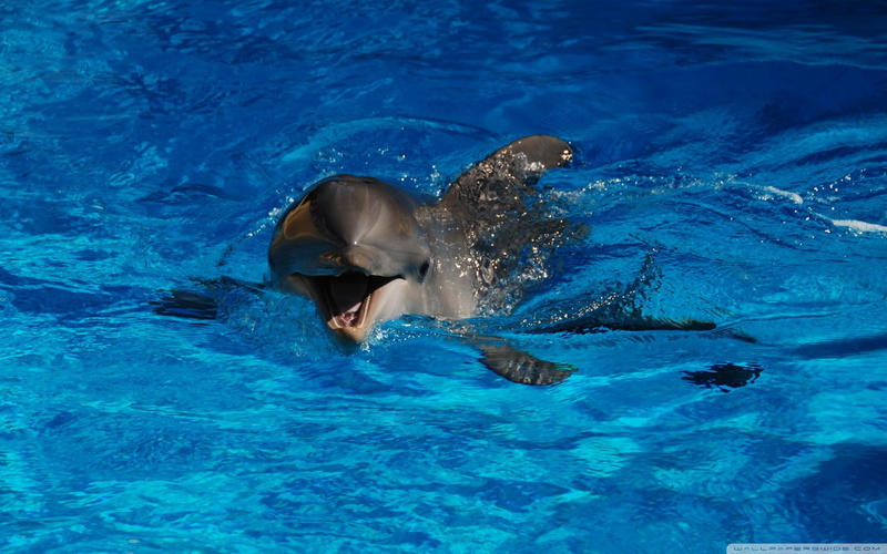 blue, water, marine, vertebrate, swimming, real people, outdoors, one animal, swimming pool, mammals, pool, one person, animal wildlife, animals, animal