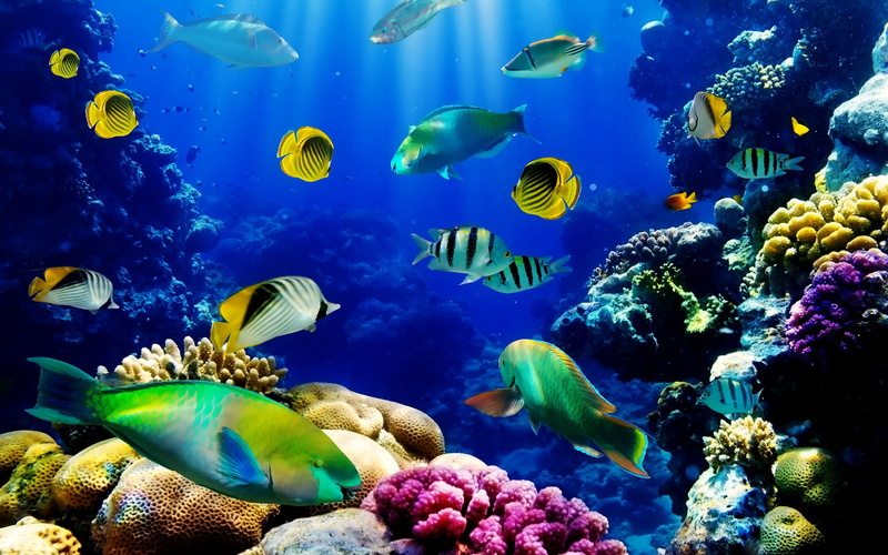 no people, aquarium, coral, sea life, reef, fish, water, tropical, vertebrate, large group of animals, animals in the wild, swimming, animal themes
