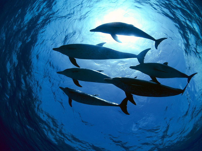 dolphin, animal, undersea, sea, fish, six, seawater, dolphins, 720P, blue