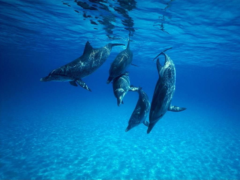 gray, fish, sunshine, 480P, blue, animal, sea, dolphins
