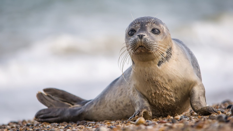 wildlife, whisker, portrait, nature, animals in the wild, vertebrate, animal themes, beach, marine, 1080P, baby seal, whiskers, underwater, no people
