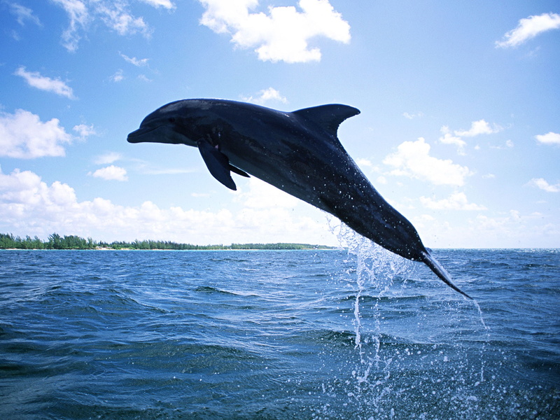 1080P, sea, fish, blue, animal, dolphin, jumping