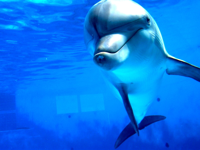 blue, dolphin, animal, fish, sea, seawater, 1080P