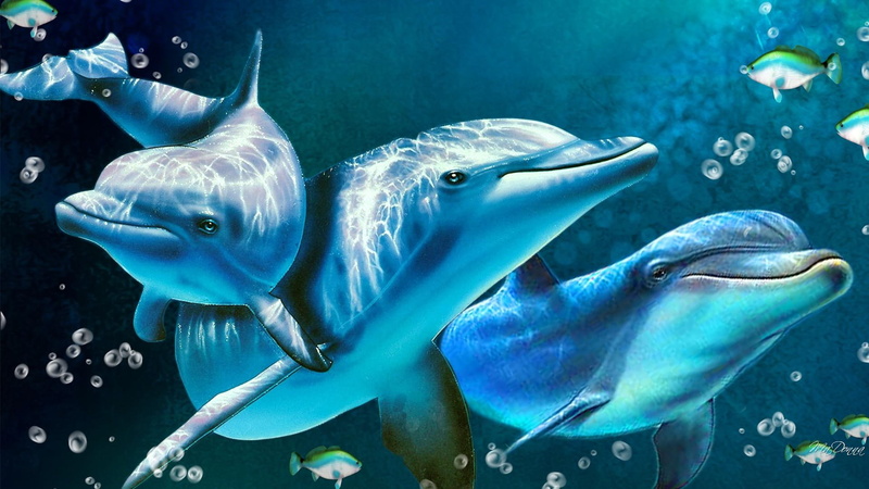 dolphins, ocean, 1080P, blue, delightful, aqua, water, marine-mammals