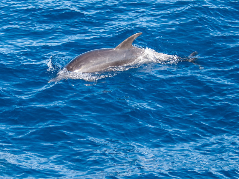 family, gray, 1080P, whale, nature, bottlenose dolphin, blue, island, mammal, animal, dolphin, Spain, vacation, wildlife, water, gran-canaria, photo, sea