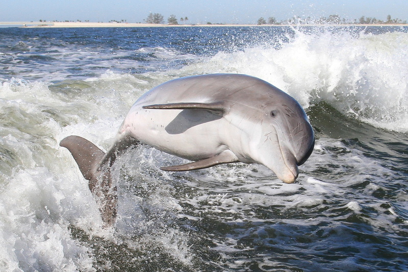 1080P, water, mammal, squirt, Dolphin