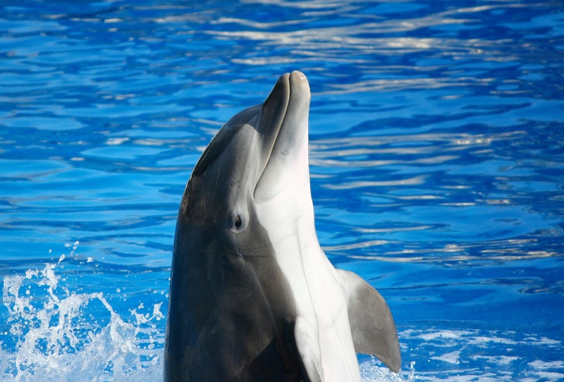 bottle-nosed Dolphin, marine mammal, sealife, outdoors, bottlenose, bottlenose dolphin, flipper, dolphin, splash, day, animal wildlife, wildlife, 2K, aquatic