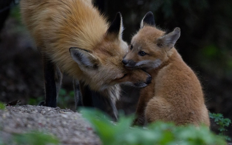 day, outdoors, land, animal family, dog, animal wildlife, mammal, group of animals, two animals, togetherness, fox, baby animals, mammals, animal themes