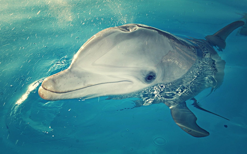 ocean, cute, photography, animal, blow, water, 1080P, hole, dolphin, animals, mammal