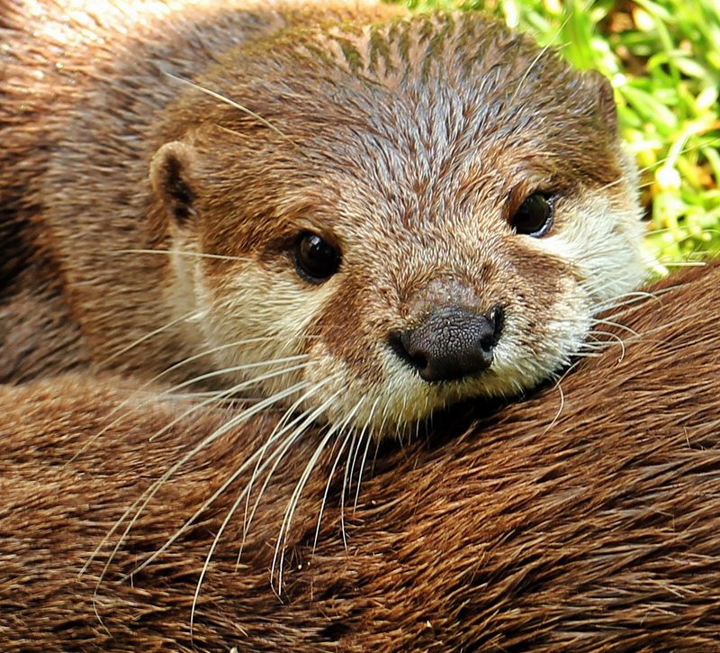 animal themes, wildlife photography, animal body part, focus on foreground, portrait, 1080P, animal head, wildlife, otter-baby, animal, otter baby, young