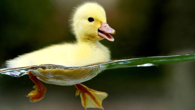 baby duck, waterproof, cute, hd, yellow, duckling, duck, 1080P, water