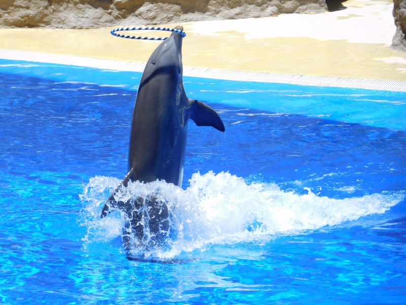 dolphins, water park, fun, animals in the wild, dolphinarium, water, no people, marine mammals, jump, animal head, show, mammal, underwater, swimming, animal