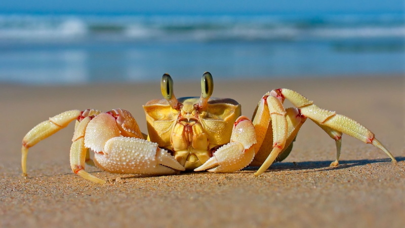 close-up, nature, water, animal, animals, beach, sea, animal themes, hd, one animal, shell, land, no people, outdoors, sea life, sand, animal wildlife
