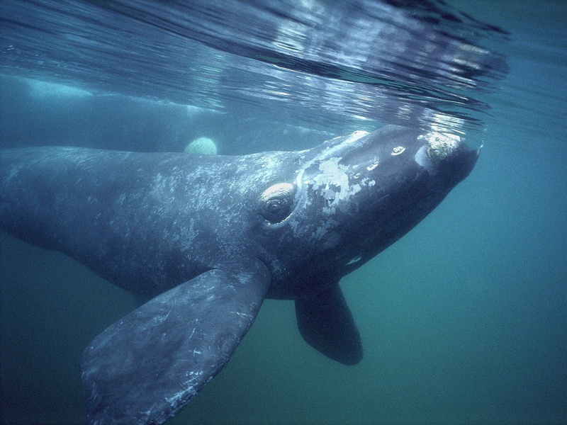 greenland whale, outdoors, swimming, underwater, animal wildlife, whale, bowhead whale, blue, vertebrate, sea, 720P, water, sea life, decor, black, marine