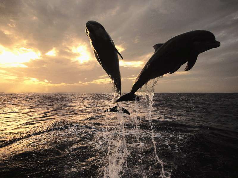 sea, jumping, fish, sunshine, dolphin, animal, 720P