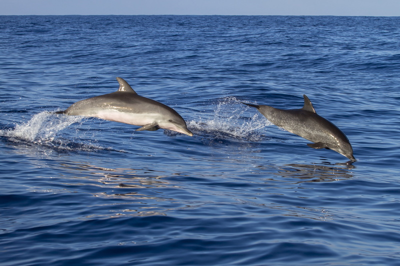 aquatic mammal, sea life, two, 4K, daytime, pinball, nature, madeira, jumping, gray, ocean, group of animals, jump, fish, underwater, water, sea, wildlife observation