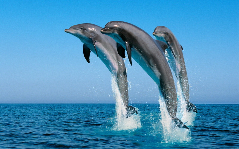 animal wildlife, sea, jumping, animal, three, jump, dolphins, synchronously, clear sky, fun, large, sky, blue, splashing, mammal, dolphin, two animals