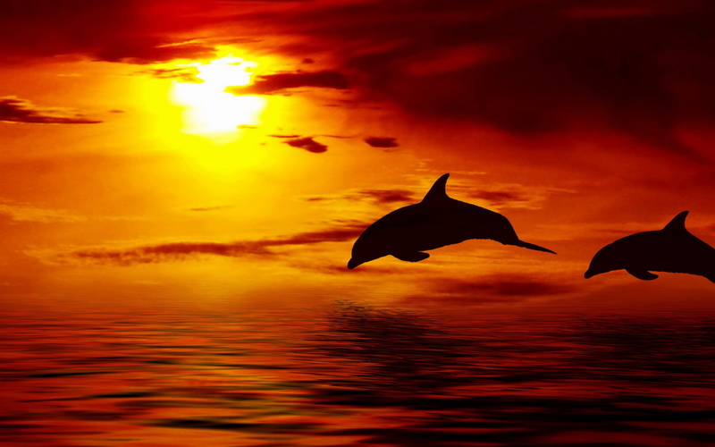 Clouds 2k Jumping Sunset Dolphin Jumping Up Two Sky Dolphins Beautiful Ocean Sun 4158