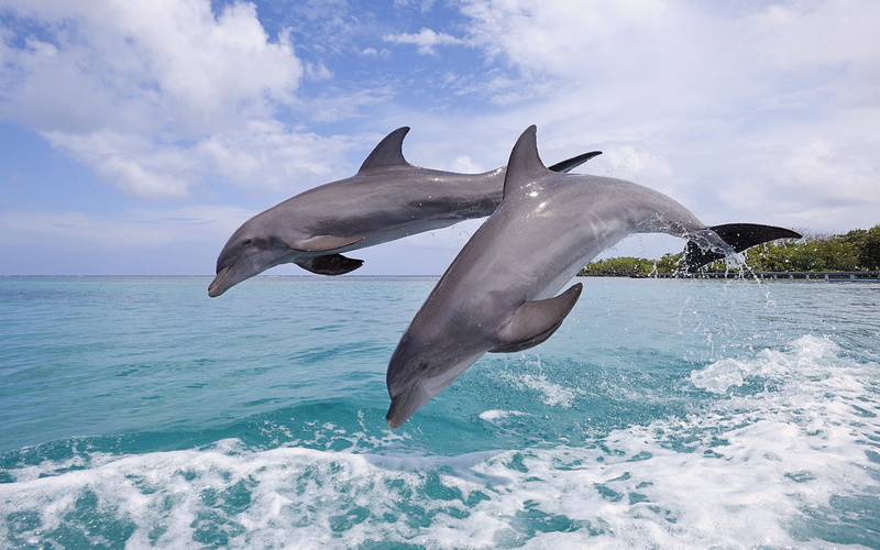 Beautiful, Honduras, Bay, 1080P, Jumping, bottlenose, Island, Dolphins