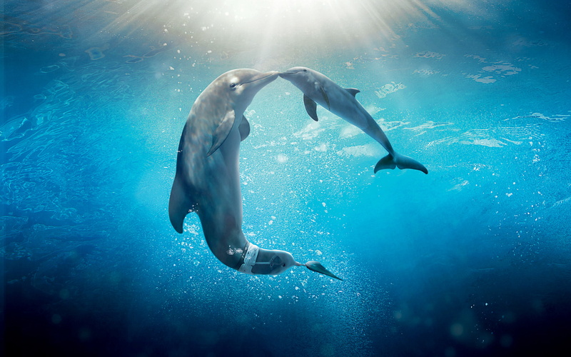 tale, 2K, gray, two, dolphin, dolphins