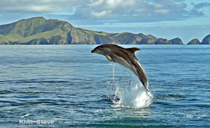 dolphin, water, 1080P, Sea, spray