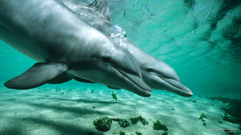 bottlenose, hawaii, dolphins, 2K, Animals