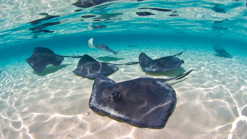 Ocean Life, stingrays, southern, 2K, cayman, grand, islands