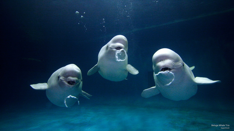 beluga, whale, Ocean Life, trio, 2K