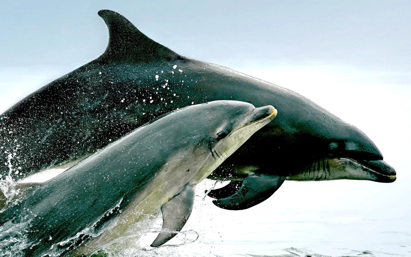 1080P, bottlenose, dolphins, animals, pair, bing