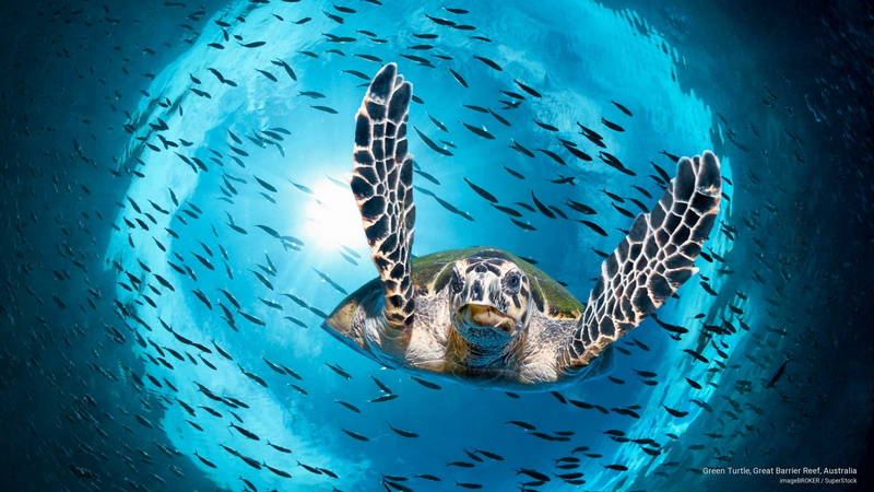 2K, green, Ocean Life, great, turtle, australia, barrier, reef
