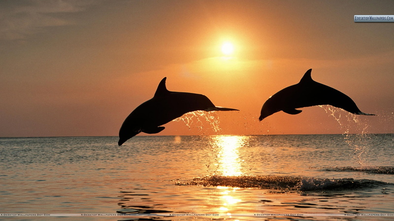 bottlenose, art, Dolphins, jumping, ocean, hd, animals, Honduras, sunset, 1080P