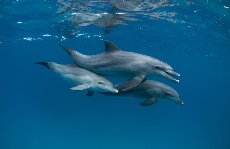 animals, underwater, dolphin, mammals, 1080P