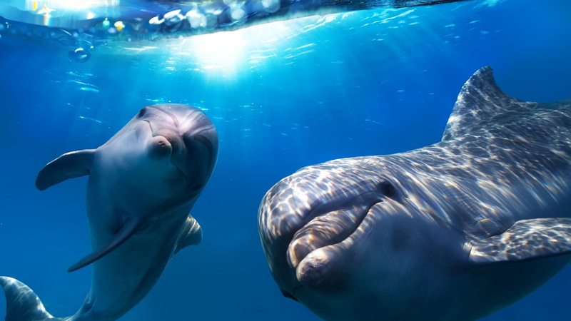 5K, shark, Dolphin, whale, Best Diving Sites, gray, underwater