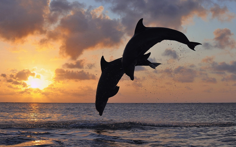 no people, cloud - sky, horizon, bird, horizon over water, outdoors, water, dolphin, black, sea, animals in the wild, marine, animal wildlife, figurine