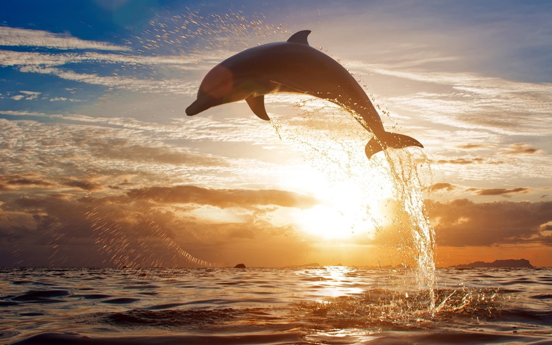 720P, dolphin, animals, sea, sky, sunlight, jumping